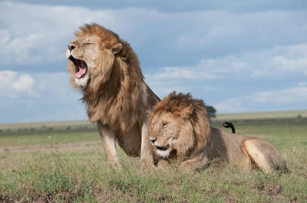 Quels sont les meilleurs endroits pour observer les lions en Afrique du Sud sans guide?