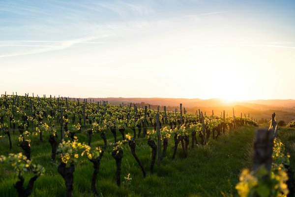Quels conseils pour organiser des vacances en Provence avec des ateliers de cuisine et des visites de vignobles?